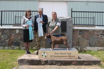 Frankie - 7 Months - RBCSWO - Best Puppy in Show, Reserve Best Puppy in Show
