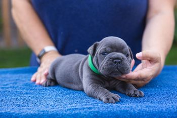 Green Collar - Boy
