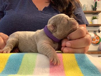 Purple Collar - Girl
