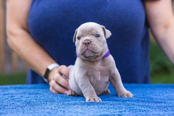 Purple Collar - Girl
