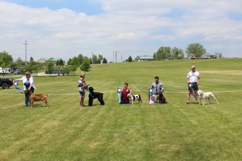 Working Dog Specialty Show 2017
