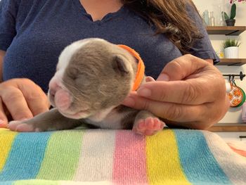 Orange Collar - Boy
