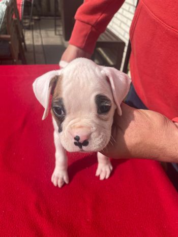 
Girl White with fawn patch right eye


