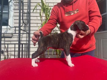 Not Available Puppy 1 Boy Flashy Brindle
