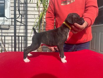 Not Available...Puppy 2 Boy Flashy Brindle
