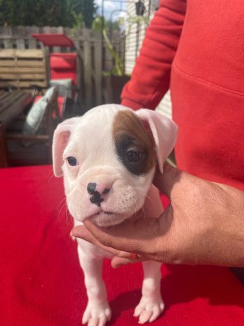 Puppy 4 Girl White with fawn patch left eye
