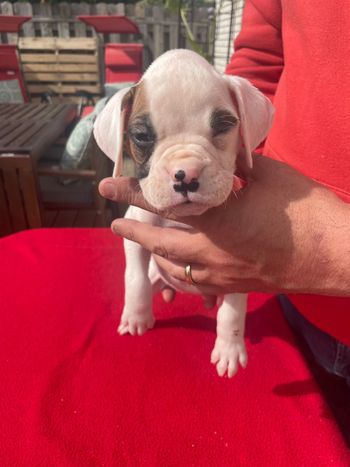 
Girl White with fawn patch right eye


