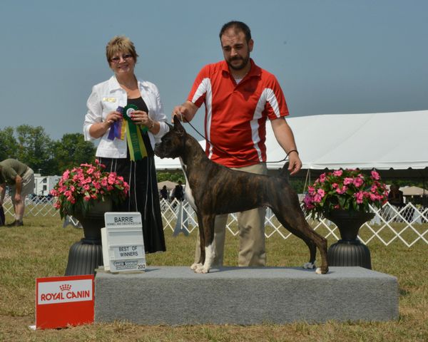 Tilly winning Best Of Winners for 5 Points and Winning Best Bred by Exibitor in Group.