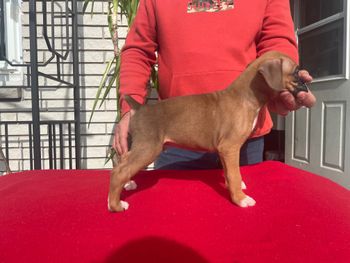 Not Available Charlie Puppy 8 Boy- Fawn Classic
