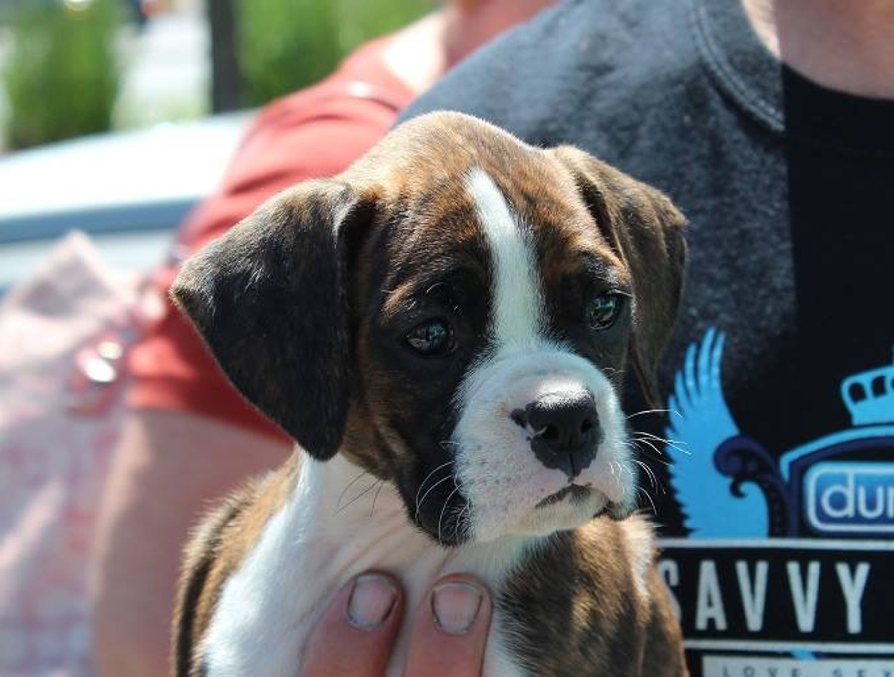 Ckc boxer hot sale puppies