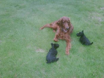 Missy loves to play with the pups
