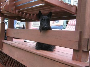 Velma is on patrol for renegade squirrrels on our back deck.
