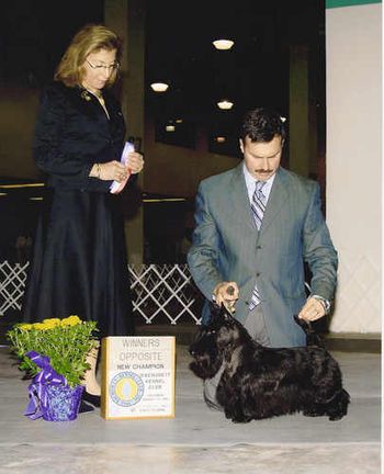Velma acheived her championship under Judge Cindy Vogels and how fitting, this distinguished judge gave Velma her very first championship points as a pup. Velma received back to back majors that wknd and we all celebrated in high style.
