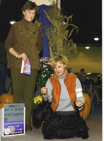 The Fall shows at Fitchburg 2006. Terra was awarded her championship under Terrier Breeder /Handler Judge Knowlton Reynders. Judge Reynders knows her Terriers and it meant a great deal to be singled out over so many lovely Scotties. Later that same day Terra took Terrier Group 2 in the Bred by Exhibitor Group.
