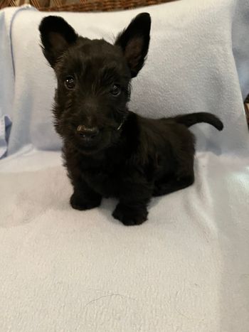 Pick of the litter boy is available to an amazing home.  He is 7 weeks in the photos. 11/6/2023
