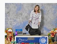 CH HopelPopel Flash of the Sword.  Our newest Champion. Exclusively  breeder/owner handled.