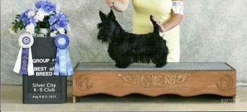 Posh receives Terrier Group  One at her second show, still a baby!
