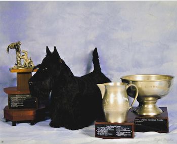 We are very proud to announce Prince won the Scottish Terrier Club of NE Triple Crown for 2011
