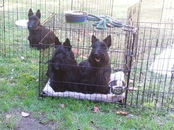 Over 20 Scotties enjoyed the day.
