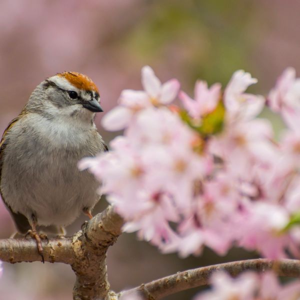 His Eye Is On The Sparrow (SA)