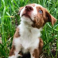 Puppy Class - Working Spot
