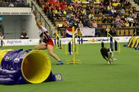 Sunday July 30th - International Handling - 3pm (Jessica)