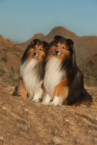 Ch. Sunspun Private Stock and Ch. U-Ch. WarmWinds Bourbon d'Bear OA OAJ CGC. Pictures taken by Dean VonPusch
