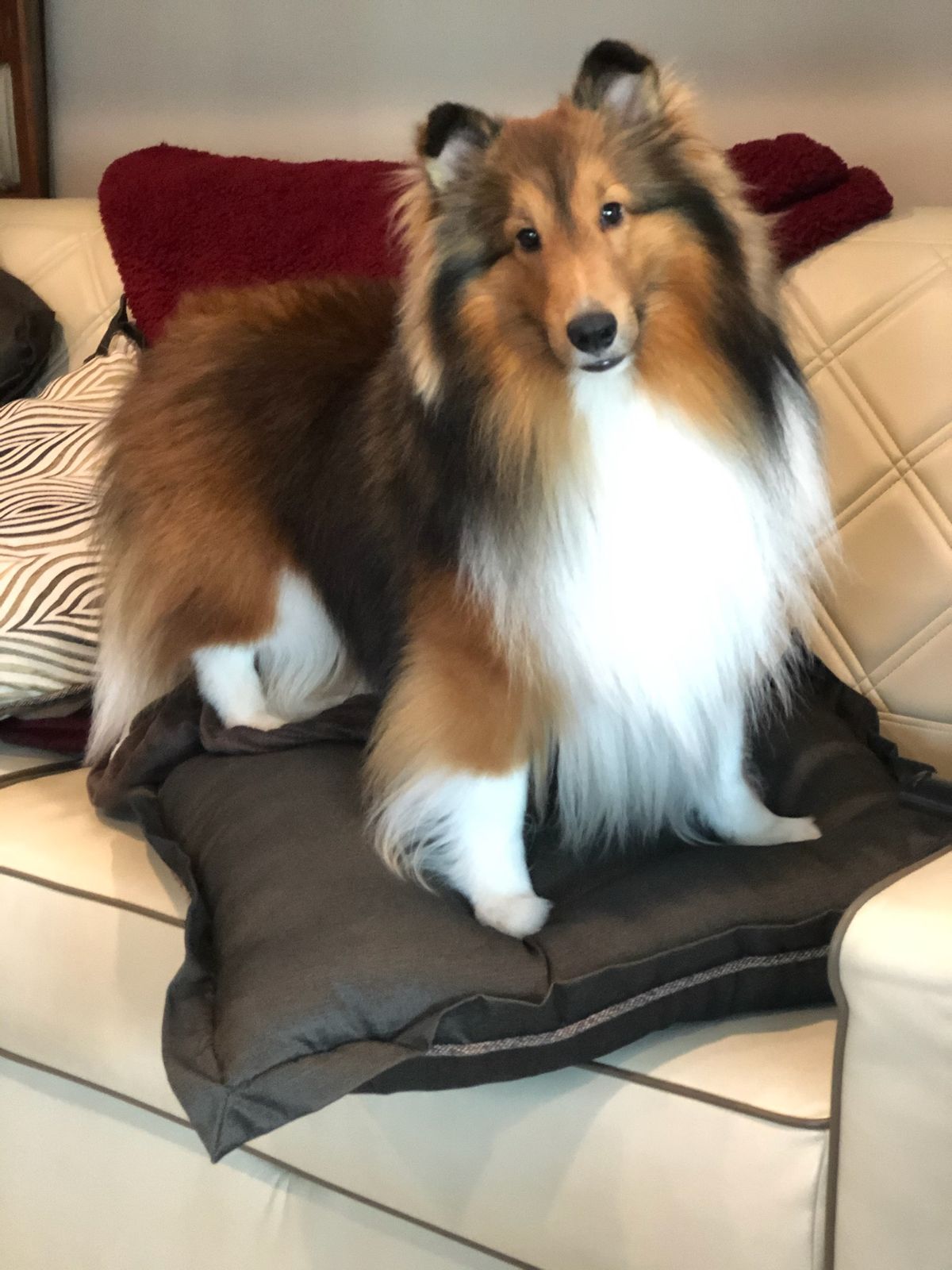 Acadia shelties 2024