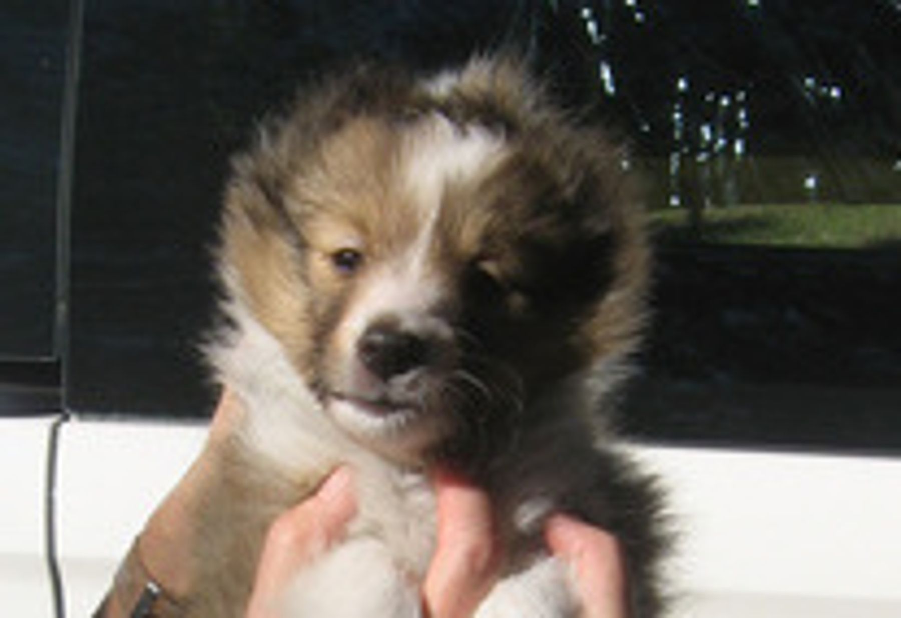 Sunburst shelties store