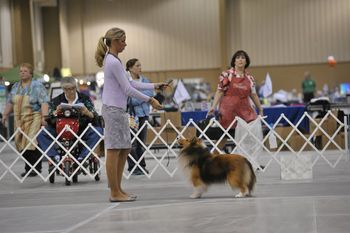 Jessica and Tech 2012 ASSA National_Reserve Winners Dog.
