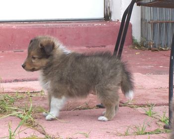 Kody 8 weeks old
