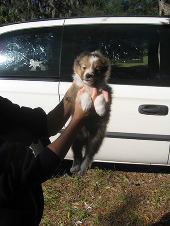 6 weeks old
