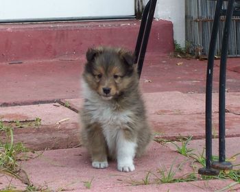 Kody 8 weeks old
