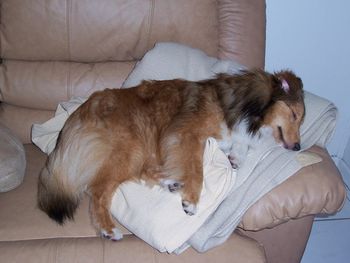 Couch Potato Number 2--Here is Autumn trying to catch up on her grandmother Taffys, favorite pasttime.
