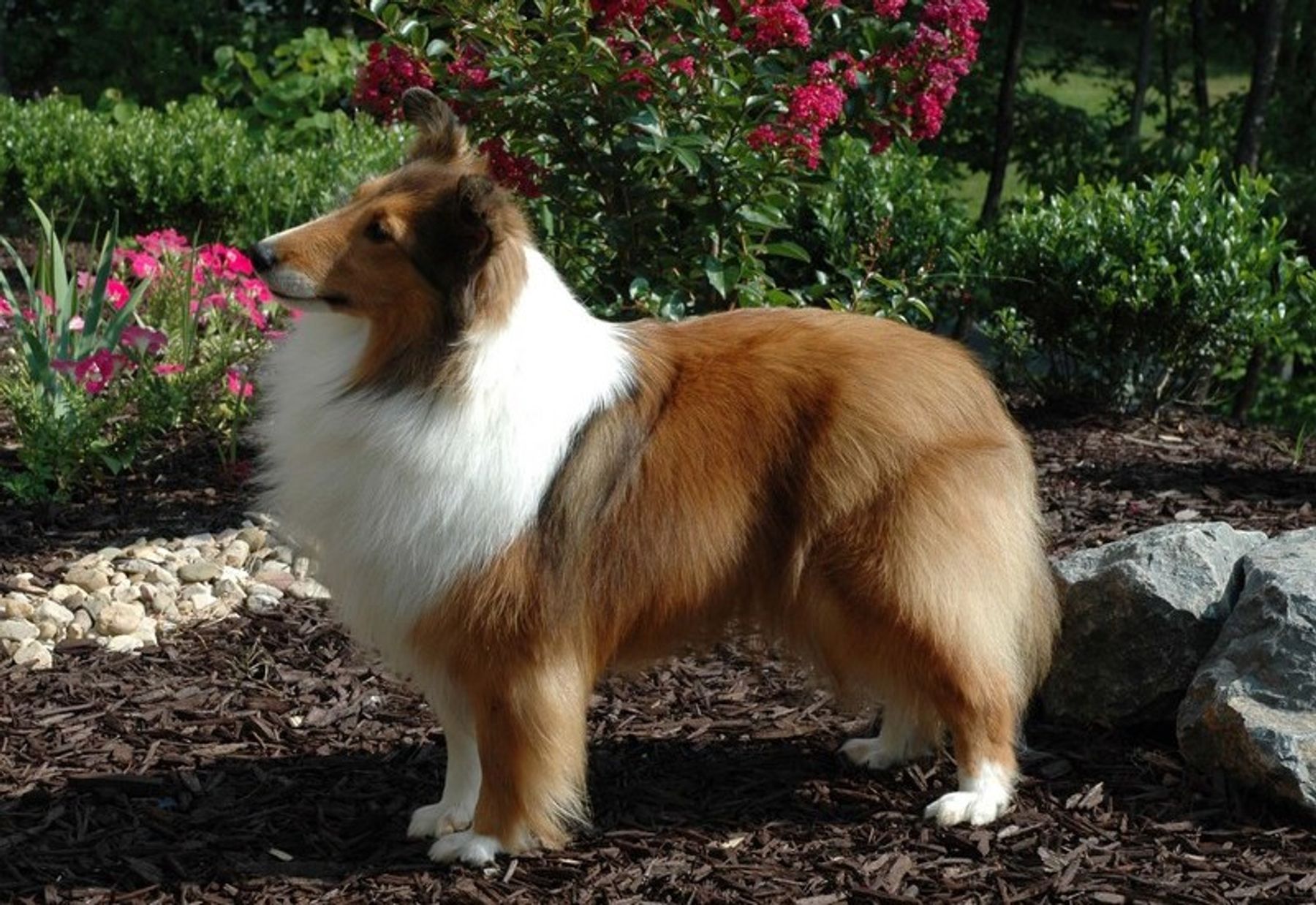 Mainstay shelties hot sale