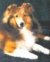 Taffy at 9 months old. Picture taken by Tammy Morford.
