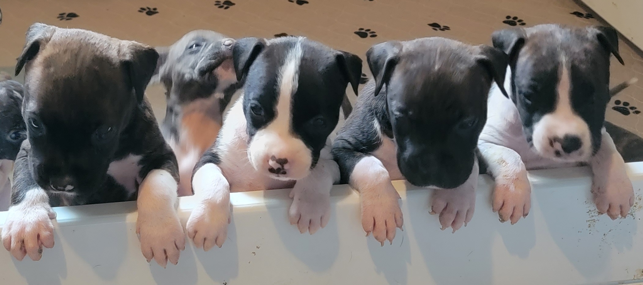 Blue american staffordshire terrier puppies best sale for sale