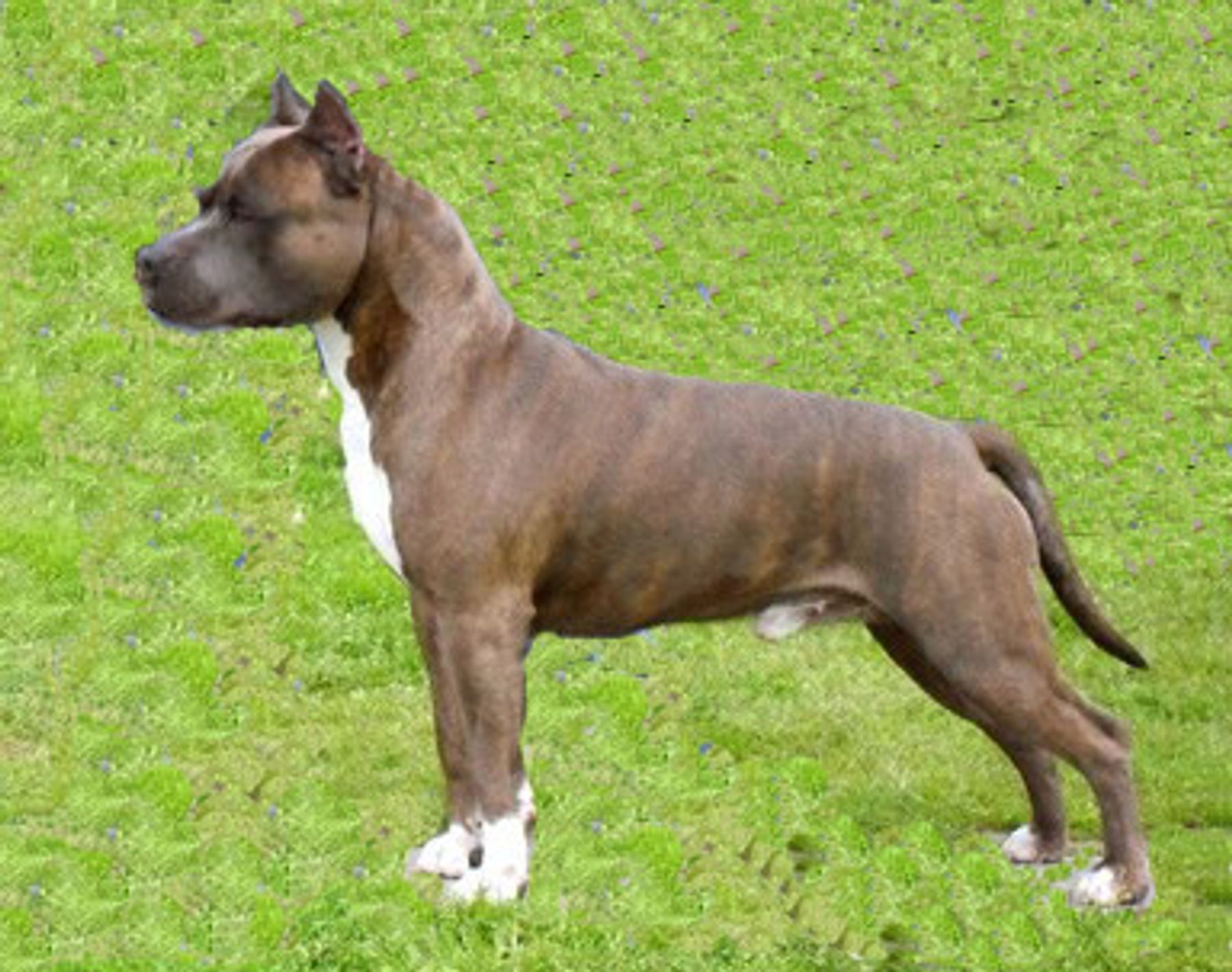 American staffordshire shop terrier kennel