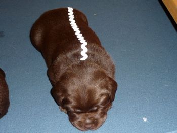 A Hostess Pup Cake!
