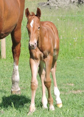 3 day old Colt out of Rime Or Reason
