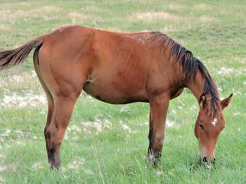 5 month old AQHA Appendix Filly
