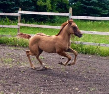 2 month old Colt by Lil Lena High Brow
