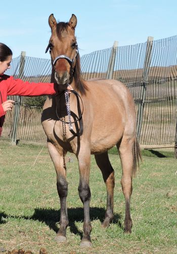 yearling Bay Dun Roan Colt out of Cher Bar Dancer
