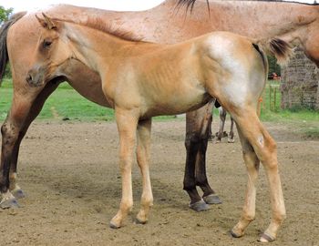 2 month old Red Dun Roan Colt out of Cher Bar Dancer
