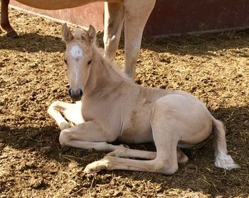 1 week old Filly By Lil Lena High Brow
