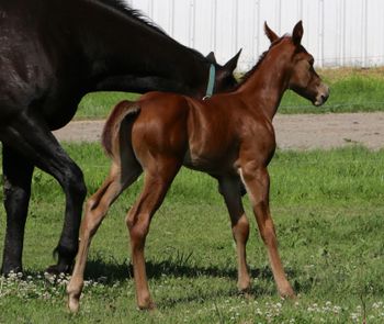 2016- 3 day old Colt out of Dos Alta
