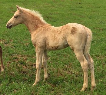2016 5 week old AQHA Colt by Easy Packin
