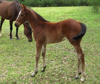 2016 AQHA 4 week old Bay Filly by Easy Packin
