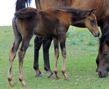 Pleasant Gals 2015 foal at four weeks old.
