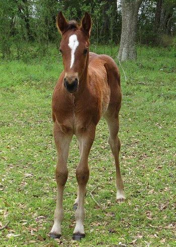 2014 AQHA 4 week old Filly by Easy Packin
